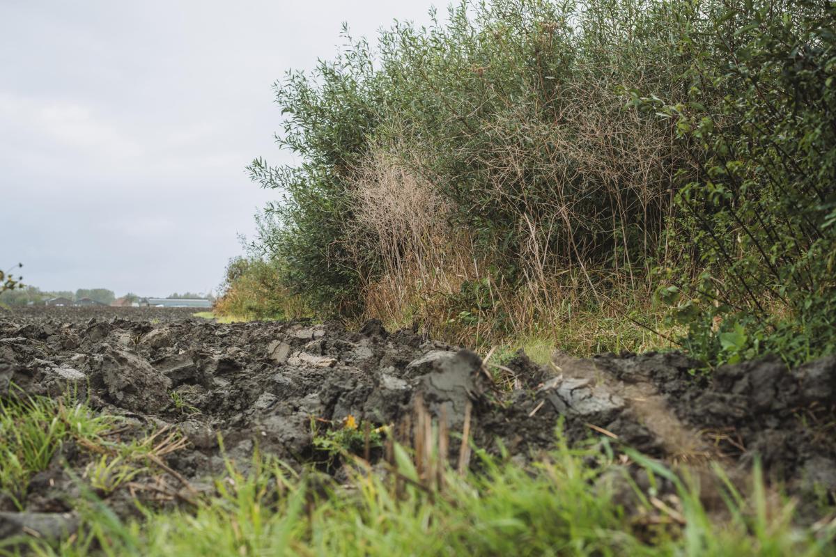Een haag is een geschoren houtige beplanting, terwijl een heg een breed uitgroeiende houtige beplanting is. Onthoud vooral dit: een haag, heg of houtkant doet wonderen voor je tuin en je gezondheid. Ook in Koksijde.