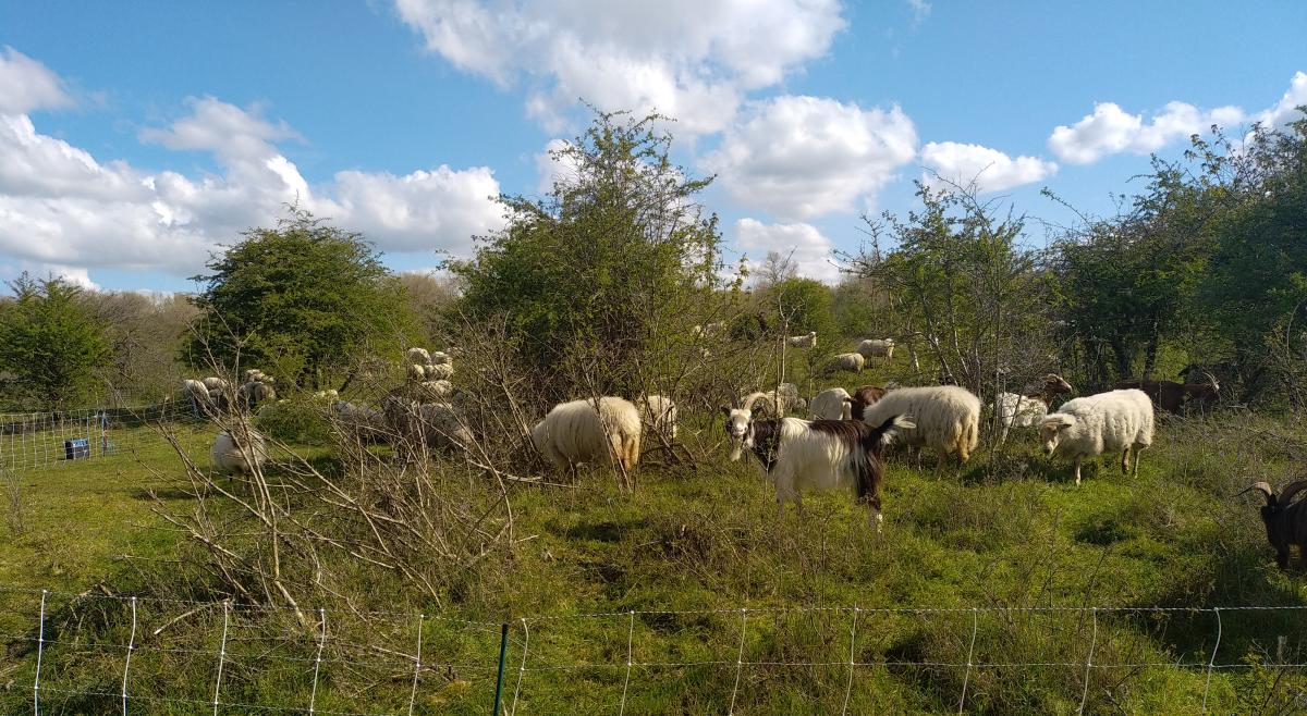 Achter de begraafplaats van Oostduinkerke-Dorp vind je de Oostvoorduinen: een zacht golvend duingebied van 64 hectare.