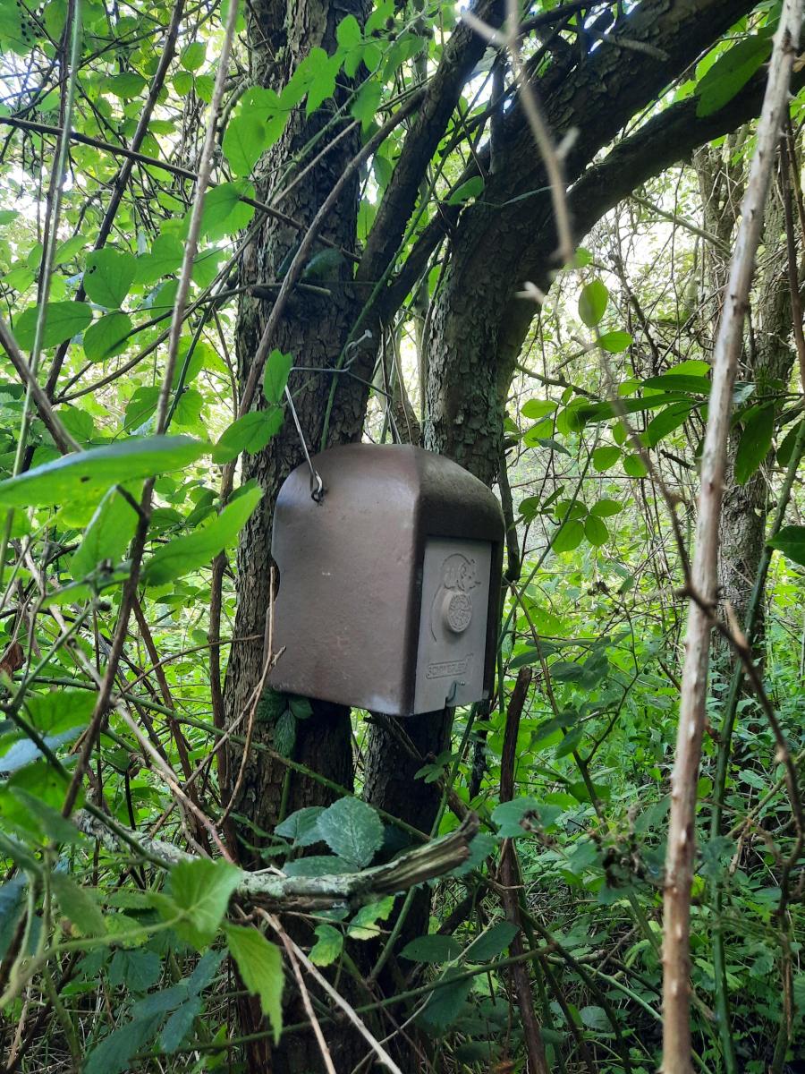 Met zijn zwart masker lijkt hij zo uit een superheldenfilm te zijn gestapt, maar de eikelmuis is allesbehalve fictie. Geen rat, geen muis, maar wel een zeldzame tuinslaper die in de schaduw van het Hannecartbos in Oostduinkerke (Koksijde) leeft.
