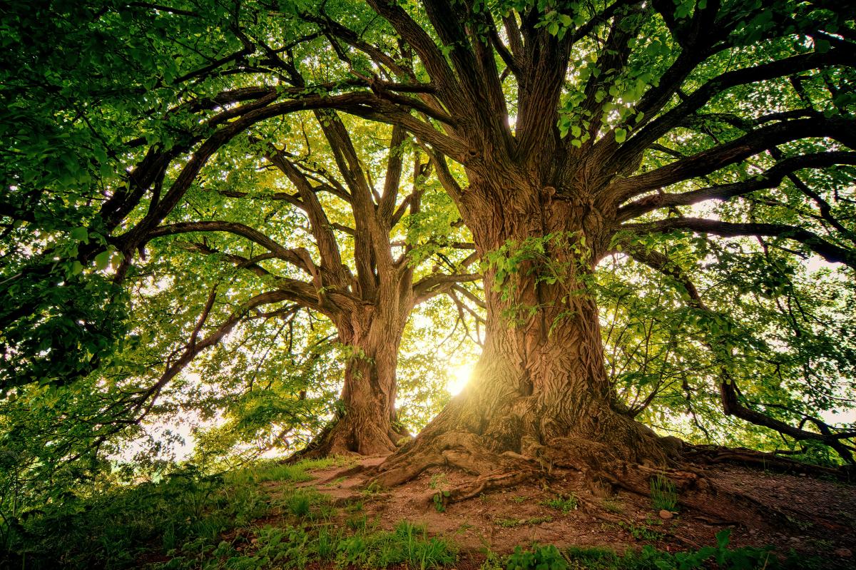 Daarom werkt Koksijde aan een bomenplan. Niet als papieren oefening, maar als duidelijk kompas voor het groen van vandaag en morgen. De groendienst beheert ongeveer 12.135 laanbomen, bomen op pleinen, in parken en op sportterreinen.
