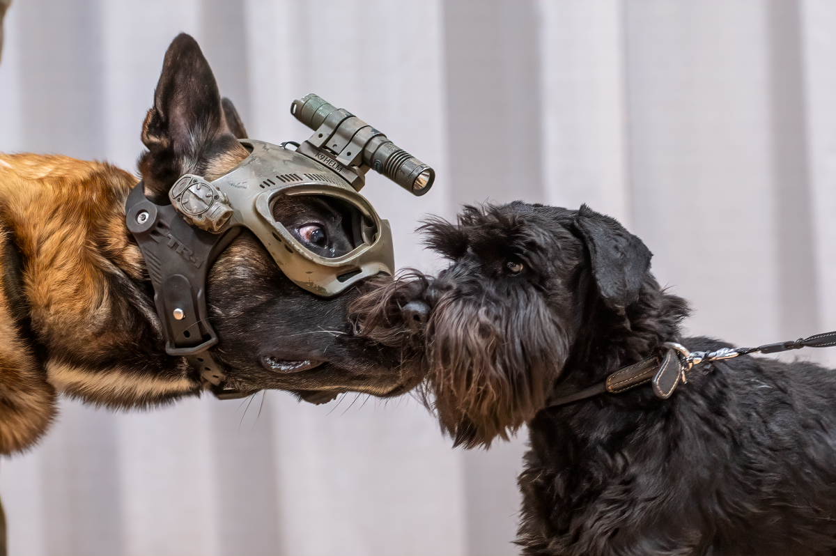 Politiehond K9