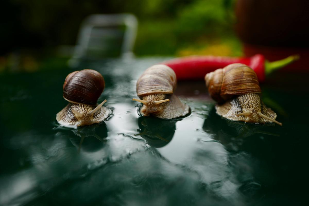April is soms al een echte slakkenmaand. Zeker bij nat en zacht weer.  Onthoud dit voordat je naar korrels grijpt: slakken zijn niet je vijand. 