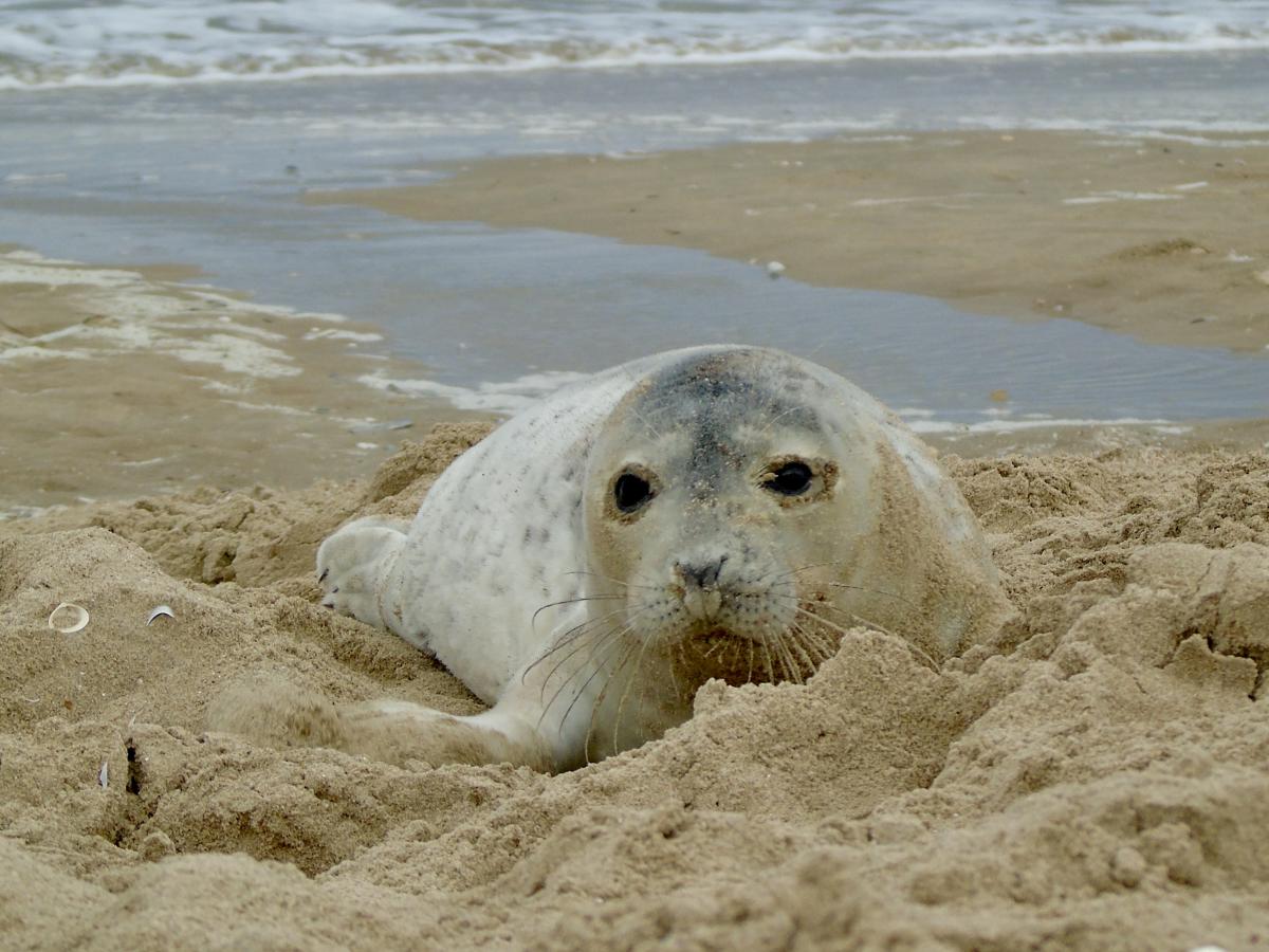 Ook gewone zeehonden rusten aan het strand van Koksijde.