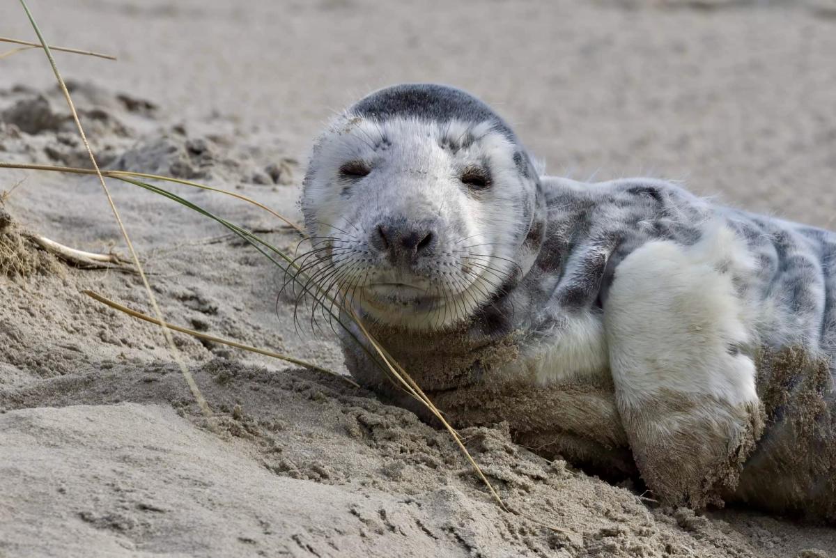 Zeehonden hebben het strand nodig om uit te rusten - en te overleven