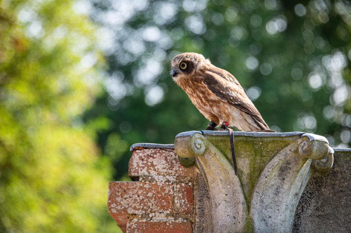 Op zaterdag 8 augustus verandert de Duinenabdij in een levend middeleeuws speelveld. Tussen 14 en 19 uur nemen ridders, jonkvrouwen en nieuwsgierige families de abdijsite over. Spectaculairder wordt het bij de valkerij: Dominique brengt roofvogels die je hart sneller doen kloppen. 