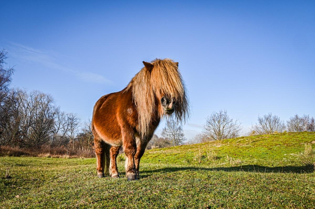 In de bocht zie je straks het grootste begrazingsgebied van Koksijde. Op zonnige dagen grazen er shetlandpony's die schaduw zoeken onder een handvol dennen. 
