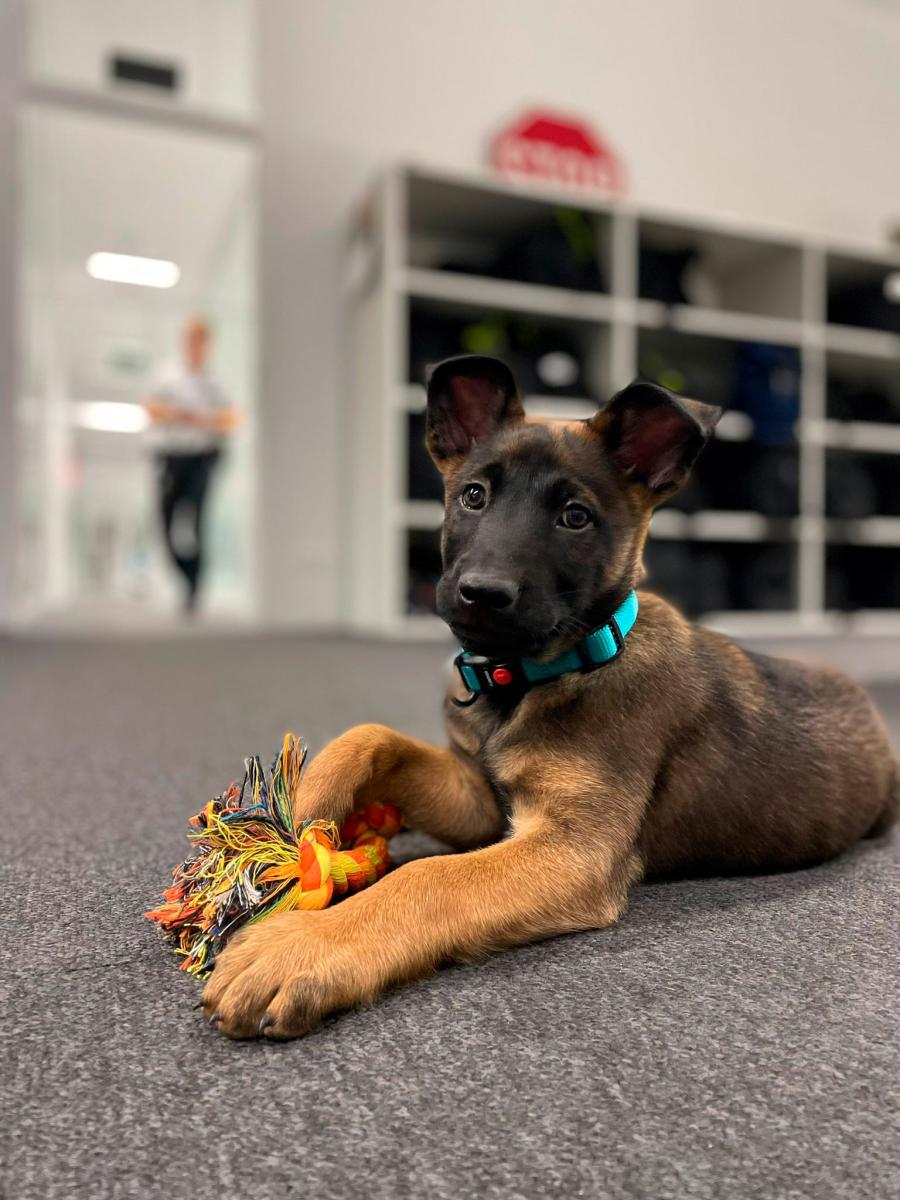 politiehond Conan