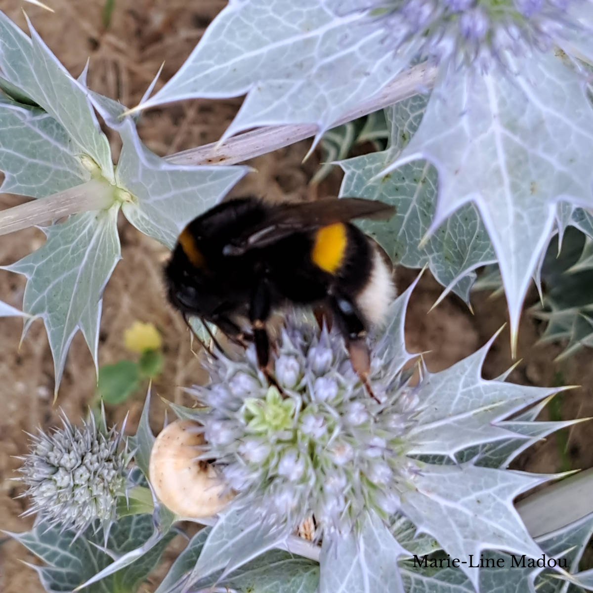 Aardhommel voedt zich met een blauwe zeedistel