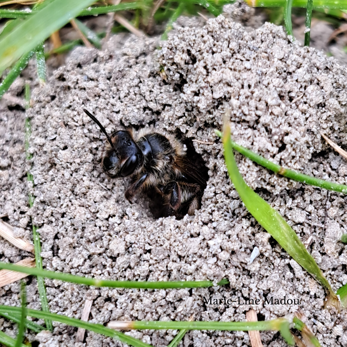 De Heggenrankbij komt uit haar nestje