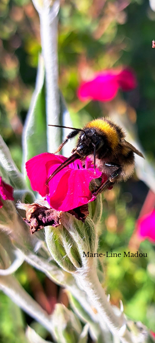 De tuinhommel: de langste tong en een lange kop