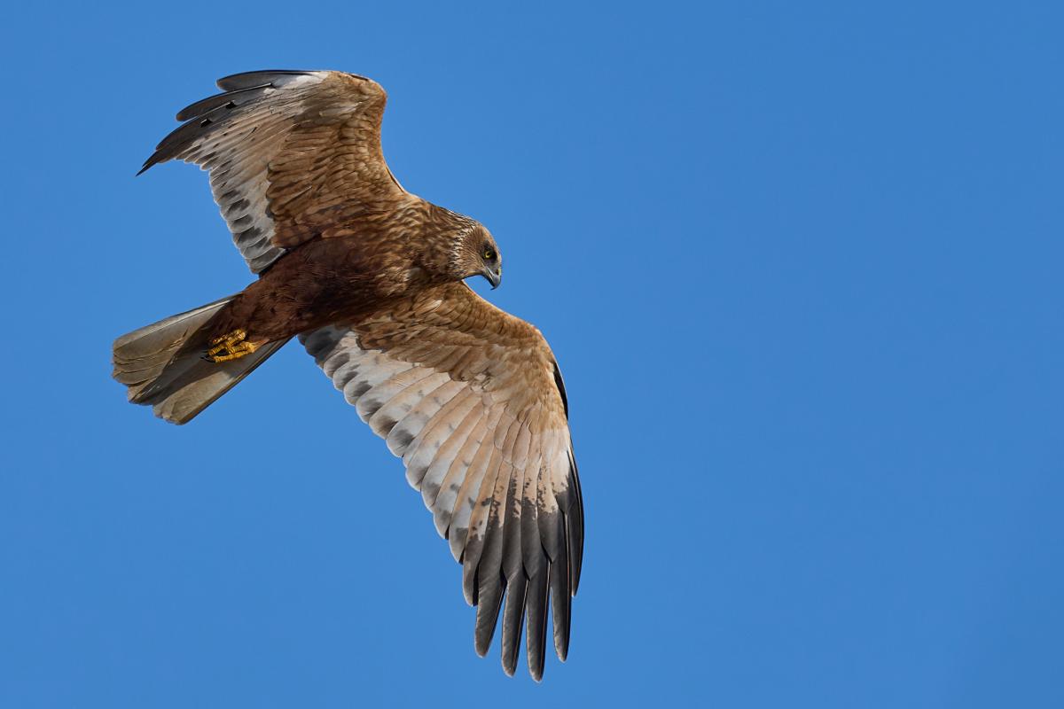 Te zien in Koksijde: de kiekendief. De bruine kiekendief is een middelgrote roofvogel. Hij lijkt een beetje op de buizerd, maar heeft smallere vleugels en een langere staart. Het mannetje heeft 3 typische kleuren: een bruin lijf en witte vleugels met zwarte handpennen (uiteinden). 