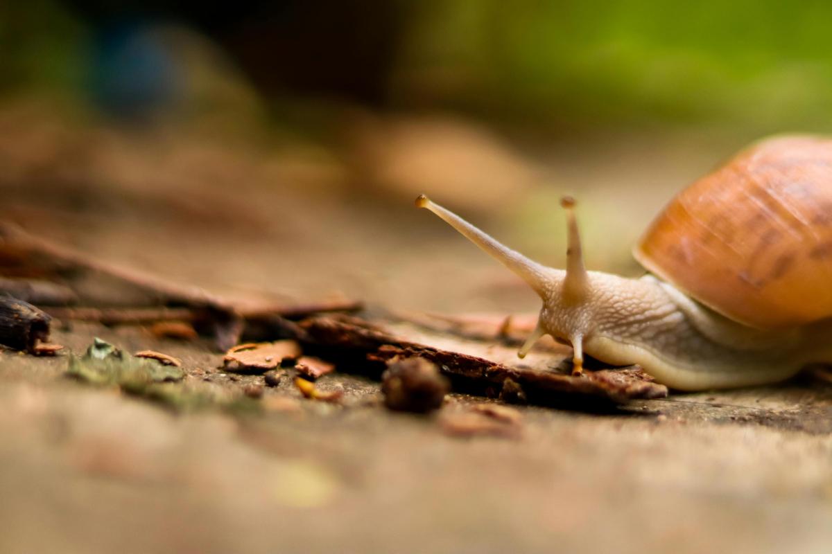 Hun uitwerpselen voeden je planten. Terwijl ze bewegen, luchten ze de bovenste bodemlaag lichtjes op. En voor vogels, egels en loopkevers zijn ze een eiwitrijke maaltijd. Proteïnen dus.   Slakken zijn de stille werkploeg van je tuin. 